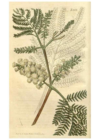Reproducción/Reproduction 35189964815: Curtis's botanical magazine.. London ; New York [etc.] :Academic Press [etc.]