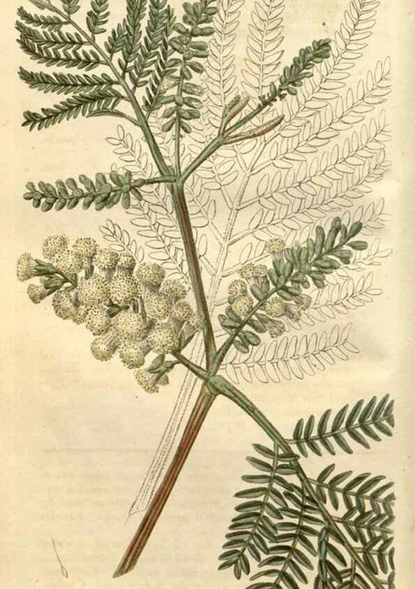 Reproducción/Reproduction 35189964815: Curtis's botanical magazine.. London ; New York [etc.] :Academic Press [etc.]