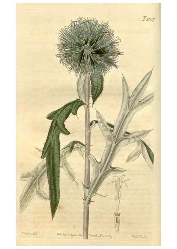 Reproducción/Reproduction 35189966585: Curtis's botanical magazine.. London ; New York [etc.] :Academic Press [etc.]