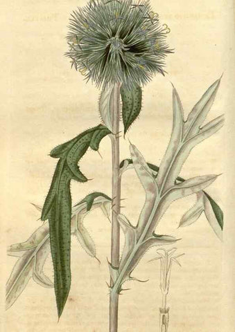 Reproducción/Reproduction 35189966585: Curtis's botanical magazine.. London ; New York [etc.] :Academic Press [etc.]