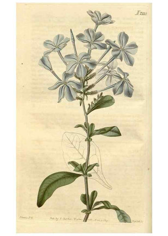 Reproducción/Reproduction 35189968835: Curtis's botanical magazine.. London ; New York [etc.] :Academic Press [etc.]