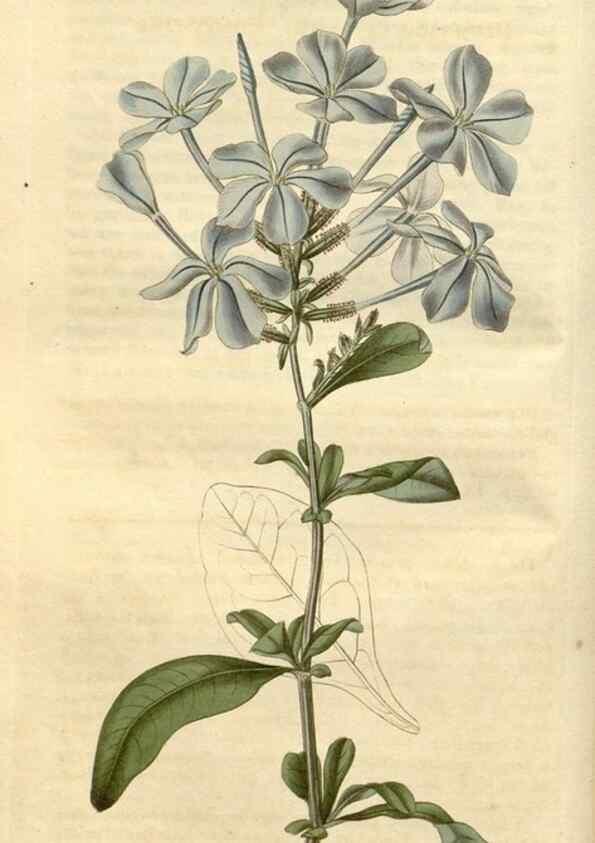 Reproducción/Reproduction 35189968835: Curtis's botanical magazine.. London ; New York [etc.] :Academic Press [etc.]