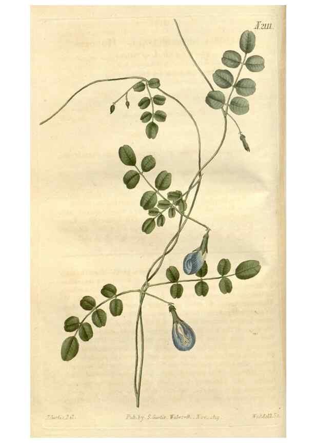 Reproducción/Reproduction 35189970585: Curtis's botanical magazine.. London ; New York [etc.] :Academic Press [etc.]