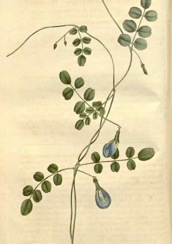 Reproducción/Reproduction 35189970585: Curtis's botanical magazine.. London ; New York [etc.] :Academic Press [etc.]