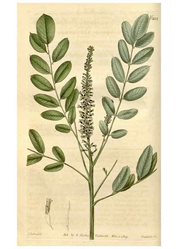 Reproducción/Reproduction 35189972895: Curtis's botanical magazine.. London ; New York [etc.] :Academic Press [etc.]