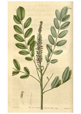 Reproducción/Reproduction 35189972895: Curtis's botanical magazine.. London ; New York [etc.] :Academic Press [etc.]