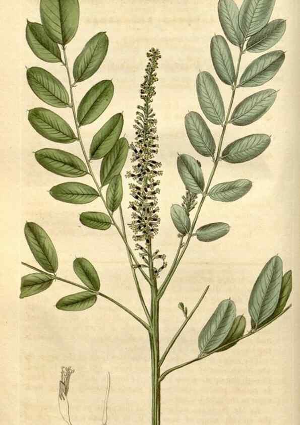 Reproducción/Reproduction 35189972895: Curtis's botanical magazine.. London ; New York [etc.] :Academic Press [etc.]