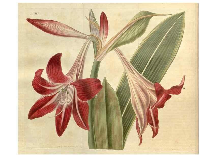 Reproducción/Reproduction 35149714766: Curtis's botanical magazine.. London ; New York [etc.] :Academic Press [etc.]