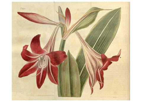 Reproducción/Reproduction 35149714766: Curtis's botanical magazine.. London ; New York [etc.] :Academic Press [etc.]