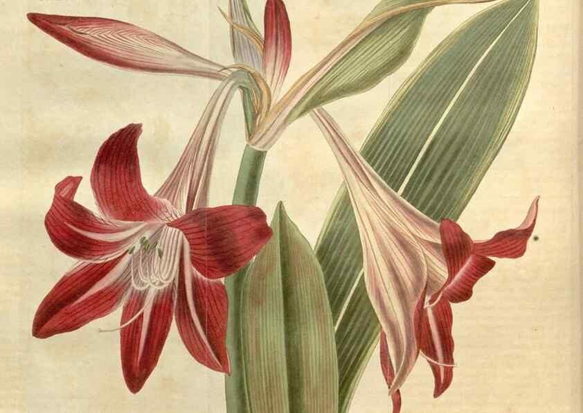 Reproducción/Reproduction 35149714766: Curtis's botanical magazine.. London ; New York [etc.] :Academic Press [etc.]