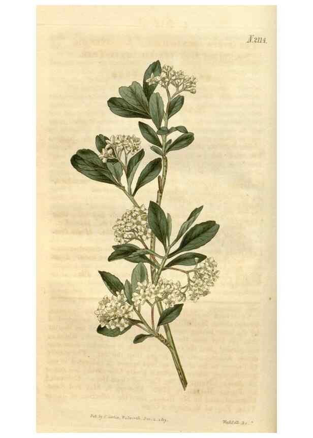 Reproducción/Reproduction 35149716746: Curtis's botanical magazine.. London ; New York [etc.] :Academic Press [etc.]