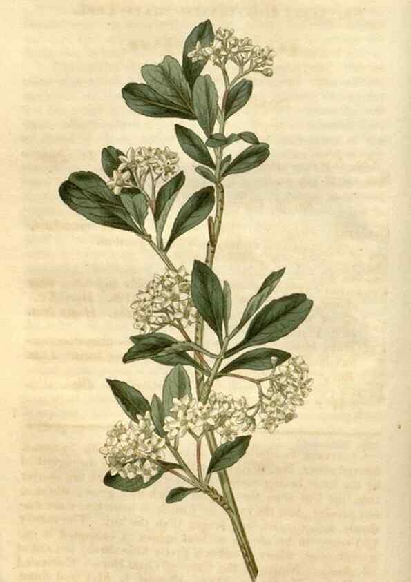 Reproducción/Reproduction 35149716746: Curtis's botanical magazine.. London ; New York [etc.] :Academic Press [etc.]