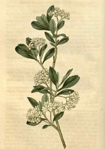 Reproducción/Reproduction 35149716746: Curtis's botanical magazine.. London ; New York [etc.] :Academic Press [etc.]