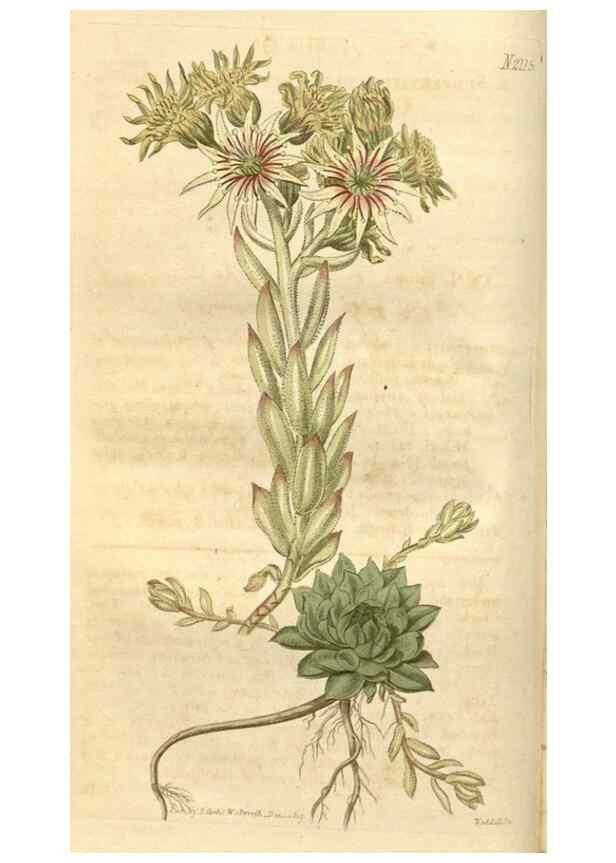 Reproducción/Reproduction 35149719196: Curtis's botanical magazine.. London ; New York [etc.] :Academic Press [etc.]