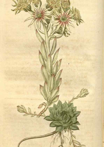 Reproducción/Reproduction 35149719196: Curtis's botanical magazine.. London ; New York [etc.] :Academic Press [etc.]