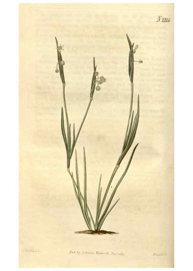 Reproducción/Reproduction 35149721856: Curtis's botanical magazine.. London ; New York [etc.] :Academic Press [etc.]