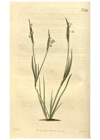 Reproducción/Reproduction 35149721856: Curtis's botanical magazine.. London ; New York [etc.] :Academic Press [etc.]