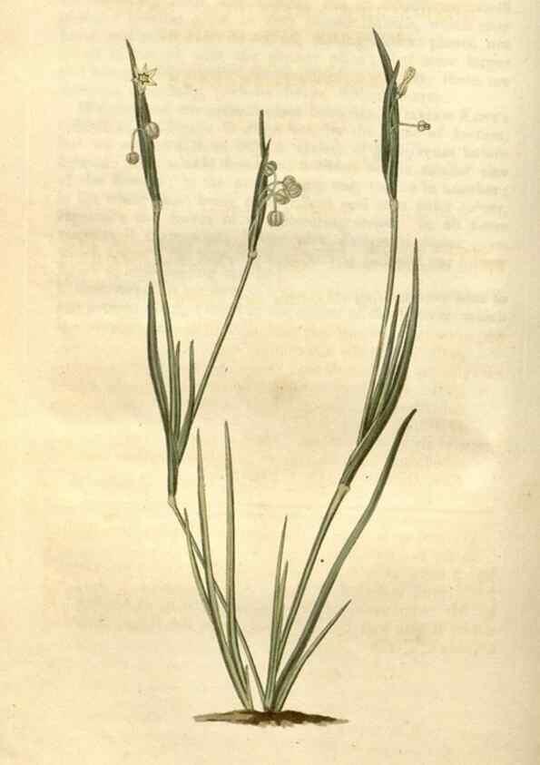 Reproducción/Reproduction 35149721856: Curtis's botanical magazine.. London ; New York [etc.] :Academic Press [etc.]
