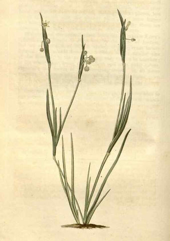 Reproducción/Reproduction 35149721856: Curtis's botanical magazine.. London ; New York [etc.] :Academic Press [etc.]