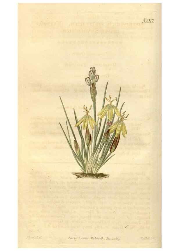 Reproducción/Reproduction 34380521473: Curtis's botanical magazine.. London ; New York [etc.] :Academic Press [etc.]