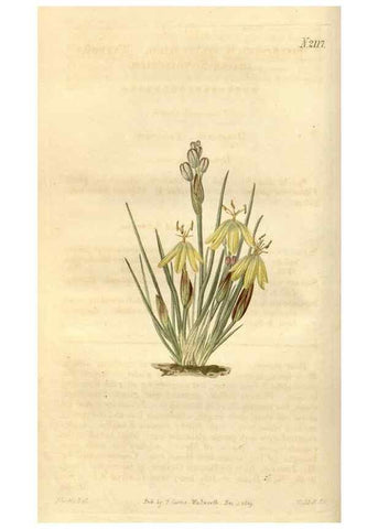 Reproducción/Reproduction 34380521473: Curtis's botanical magazine.. London ; New York [etc.] :Academic Press [etc.]