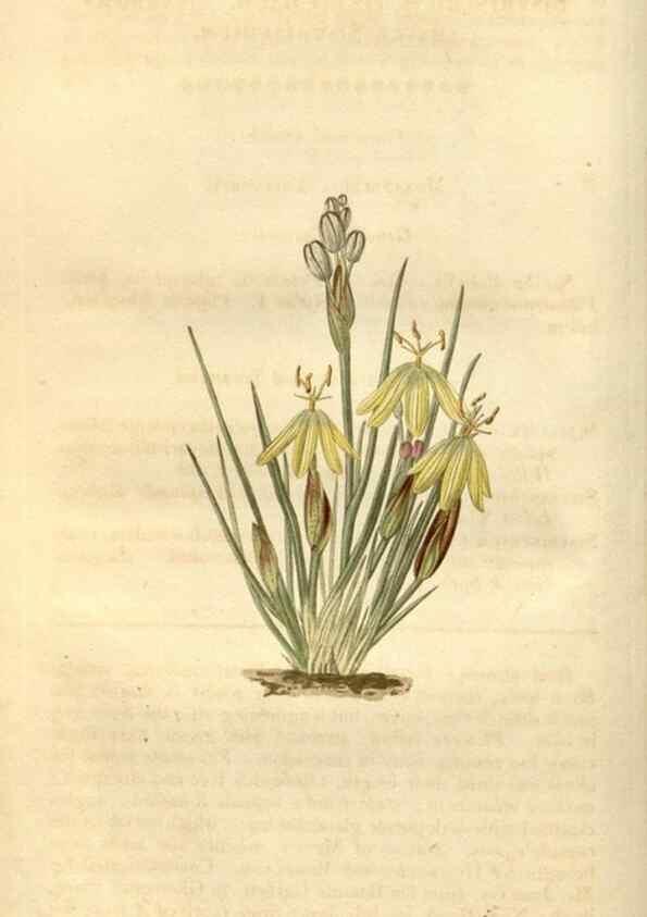 Reproducción/Reproduction 34380521473: Curtis's botanical magazine.. London ; New York [etc.] :Academic Press [etc.]