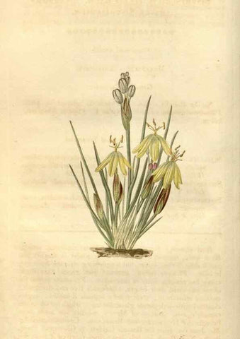 Reproducción/Reproduction 34380521473: Curtis's botanical magazine.. London ; New York [etc.] :Academic Press [etc.]
