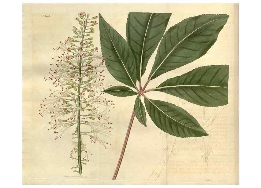 Reproducción/Reproduction 34380522223: Curtis's botanical magazine.. London ; New York [etc.] :Academic Press [etc.]