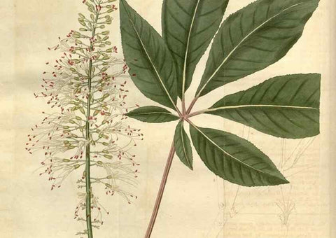 Reproducción/Reproduction 34380522223: Curtis's botanical magazine.. London ; New York [etc.] :Academic Press [etc.]