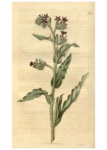Reproducción/Reproduction 34345399354: Curtis's botanical magazine.. London ; New York [etc.] :Academic Press [etc.]