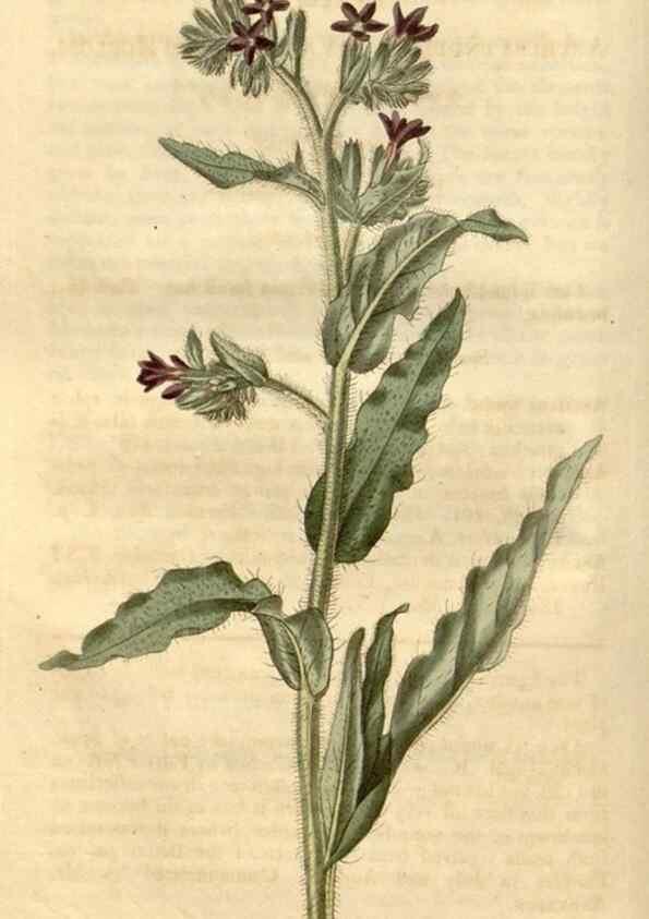 Reproducción/Reproduction 34345399354: Curtis's botanical magazine.. London ; New York [etc.] :Academic Press [etc.]