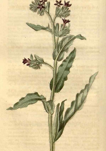 Reproducción/Reproduction 34345399354: Curtis's botanical magazine.. London ; New York [etc.] :Academic Press [etc.]