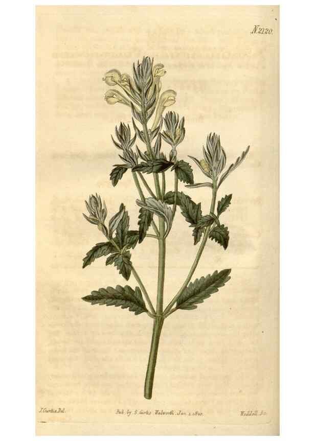 Reproducción/Reproduction 34345401424: Curtis's botanical magazine.. London ; New York [etc.] :Academic Press [etc.]