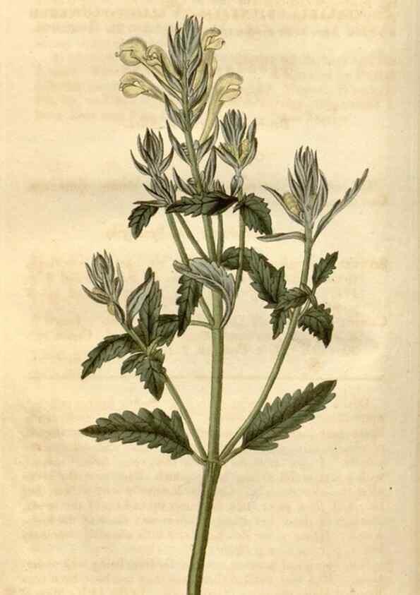 Reproducción/Reproduction 34345401424: Curtis's botanical magazine.. London ; New York [etc.] :Academic Press [etc.]