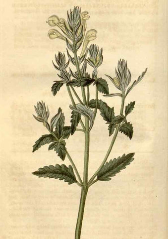 Reproducción/Reproduction 34345401424: Curtis's botanical magazine.. London ; New York [etc.] :Academic Press [etc.]
