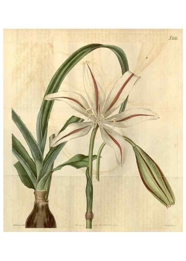 Reproducción/Reproduction 35059603561: Curtis's botanical magazine.. London ; New York [etc.] :Academic Press [etc.]