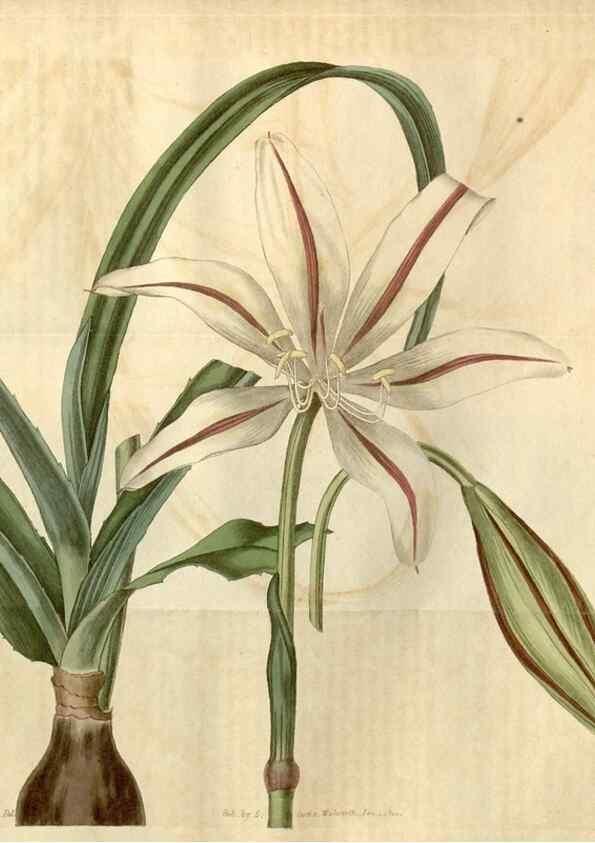 Reproducción/Reproduction 35059603561: Curtis's botanical magazine.. London ; New York [etc.] :Academic Press [etc.]
