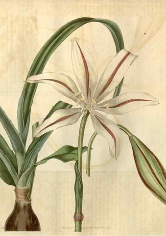 Reproducción/Reproduction 35059603561: Curtis's botanical magazine.. London ; New York [etc.] :Academic Press [etc.]