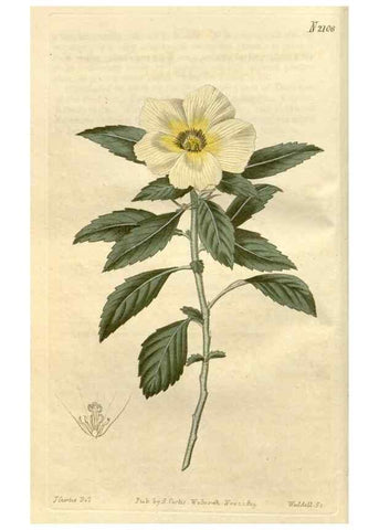 Reproducción/Reproduction 35024727152: Curtis's botanical magazine.. London ; New York [etc.] :Academic Press [etc.]