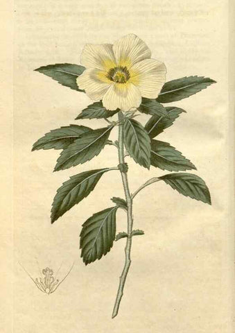 Reproducción/Reproduction 35024727152: Curtis's botanical magazine.. London ; New York [etc.] :Academic Press [etc.]