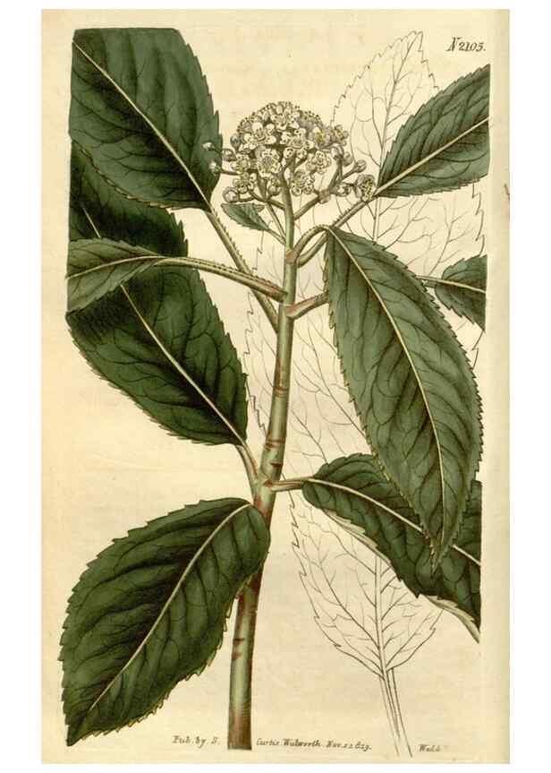 Reproducción/Reproduction 35149698886: Curtis's botanical magazine.. London ; New York [etc.] :Academic Press [etc.]