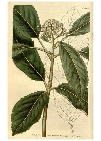 Reproducción/Reproduction 35149698886: Curtis's botanical magazine.. London ; New York [etc.] :Academic Press [etc.]