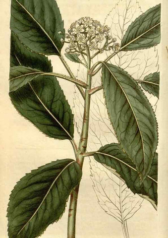 Reproducción/Reproduction 35149698886: Curtis's botanical magazine.. London ; New York [etc.] :Academic Press [etc.]