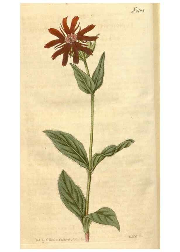 Reproducción/Reproduction 34803167800: Curtis's botanical magazine.. London ; New York [etc.] :Academic Press [etc.]