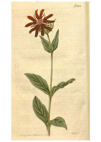 Reproducción/Reproduction 34803167800: Curtis's botanical magazine.. London ; New York [etc.] :Academic Press [etc.]