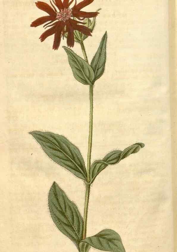 Reproducción/Reproduction 34803167800: Curtis's botanical magazine.. London ; New York [etc.] :Academic Press [etc.]