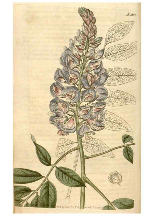 Reproducción/Reproduction 34803166020: Curtis's botanical magazine.. London ; New York [etc.] :Academic Press [etc.]