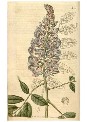 Reproducción/Reproduction 34803166020: Curtis's botanical magazine.. London ; New York [etc.] :Academic Press [etc.]