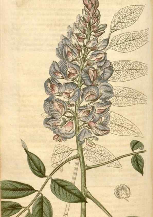 Reproducción/Reproduction 34803166020: Curtis's botanical magazine.. London ; New York [etc.] :Academic Press [etc.]