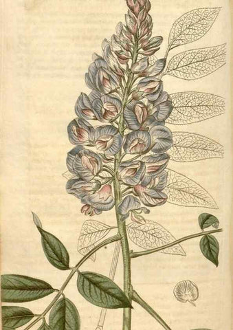 Reproducción/Reproduction 34803166020: Curtis's botanical magazine.. London ; New York [etc.] :Academic Press [etc.]